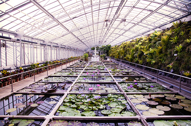 スイレンの池が並ぶ植物園の温室