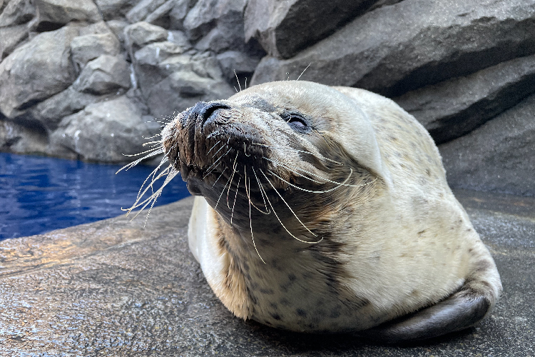 ふれんどプールのゴマフアザラシ
