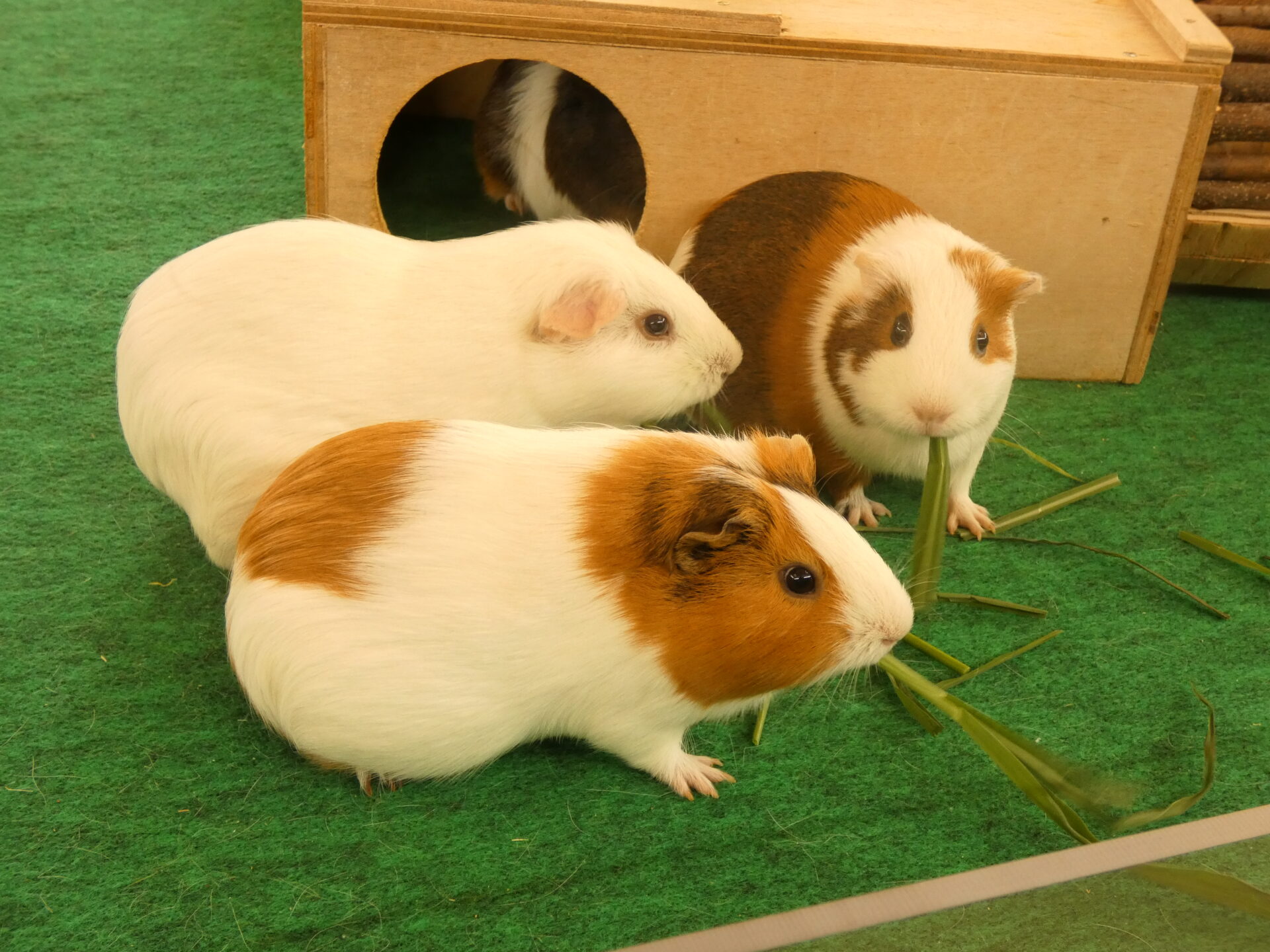緑のマットの上で草を食べる3匹のテンジクネズミ