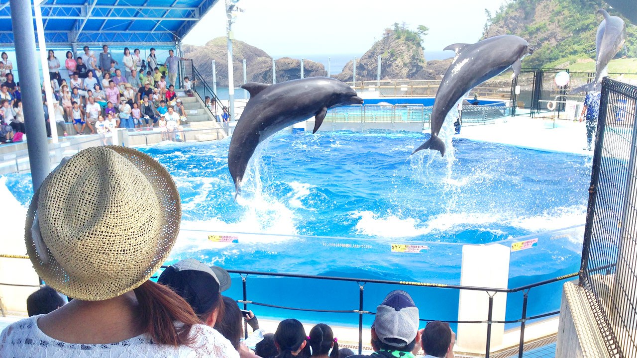 海を背にジャンプするバンドウイルカ