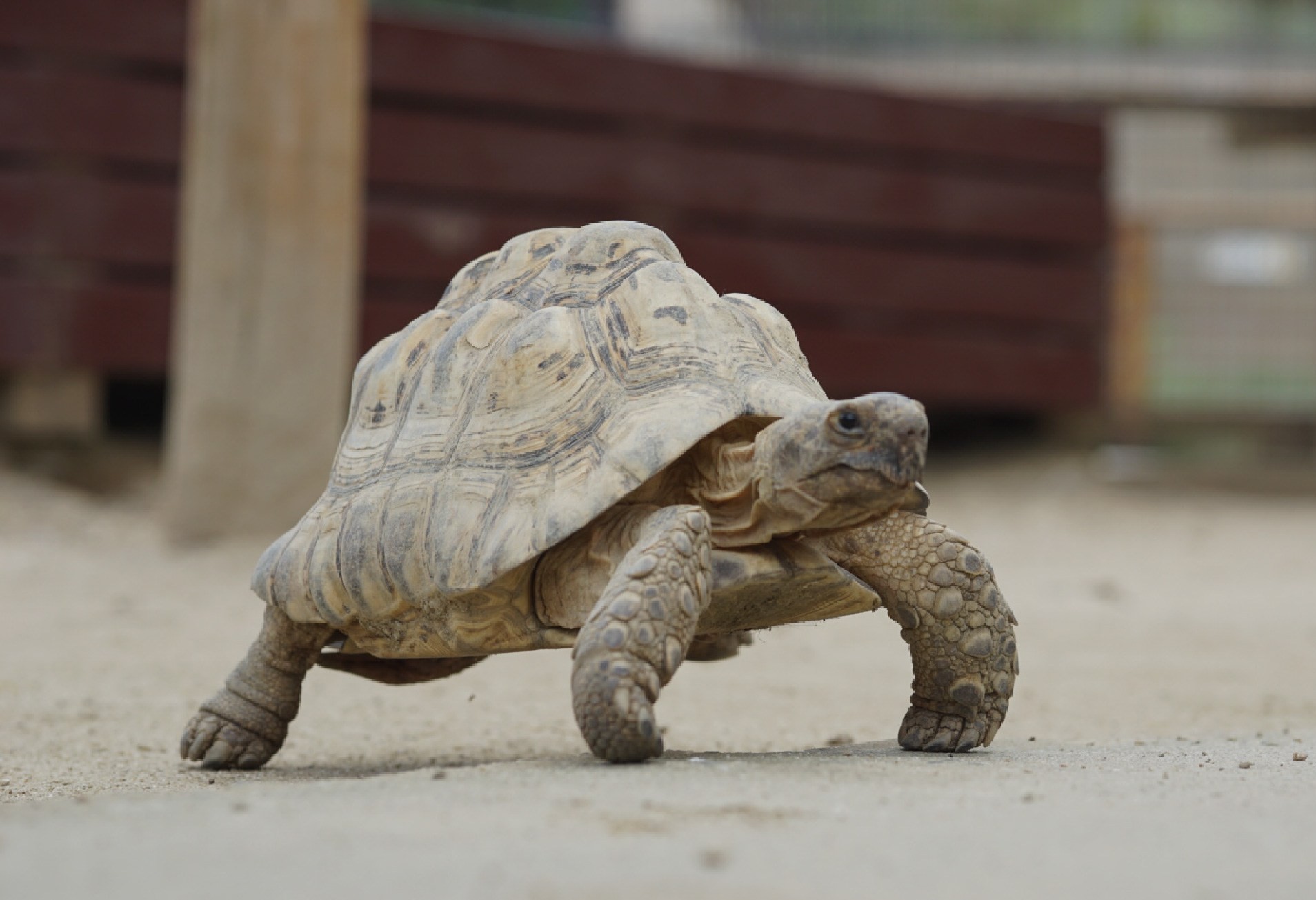 砂の通路を歩くリクガメ