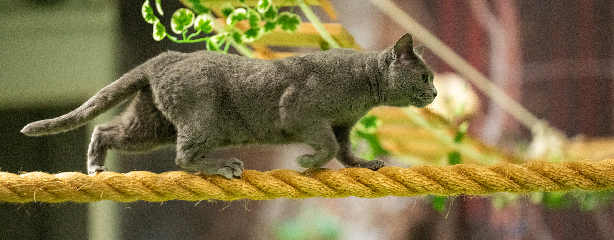 ザ・キャッツで綱渡りをするネコ