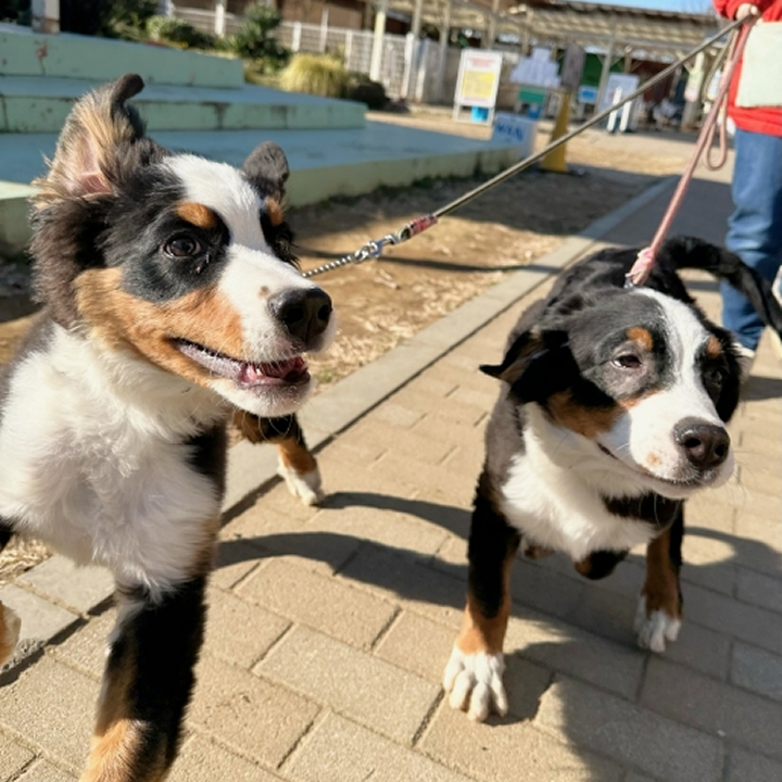 大型犬2頭と散歩する来園者