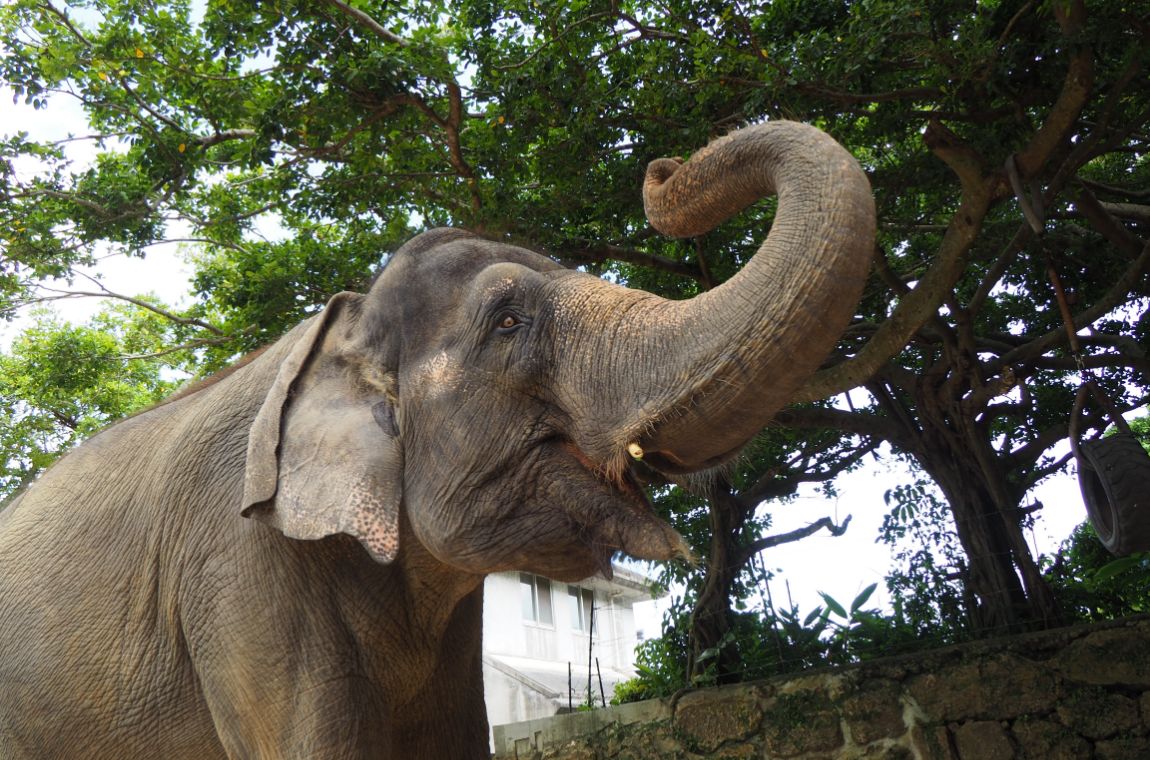 鼻を高く上げるインドゾウ