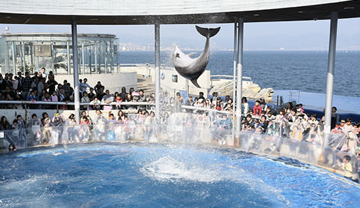 別府湾を背にしたプールでジャンプするイルカと客席