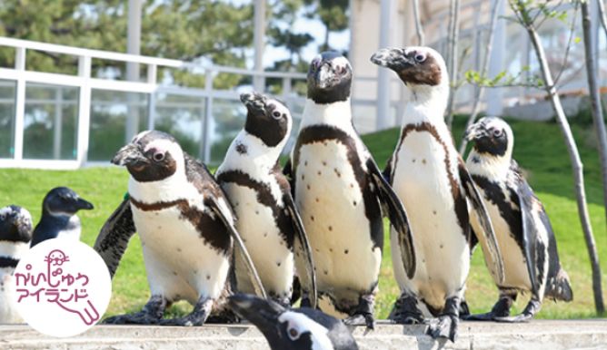 屋外の芝生を並んで歩くケープペンギン5羽