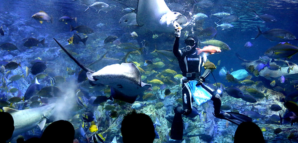 大回遊水槽でダイバーがエイやサメに餌をあげる