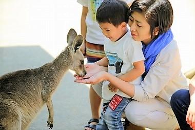 オオカンガルーに手からエサをあげる親子
