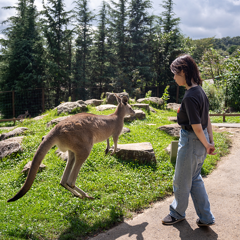 カンガルーの丘