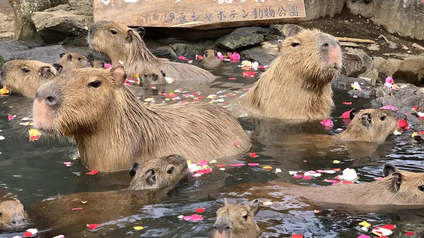 伊豆シャボテン動物公園 花びらの浮かぶ露天風呂に入るカピバラ