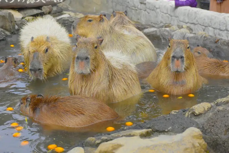 伊豆シャボテン動物公園 ゆずの浮かぶ露天風呂に入るカピバラの群れ