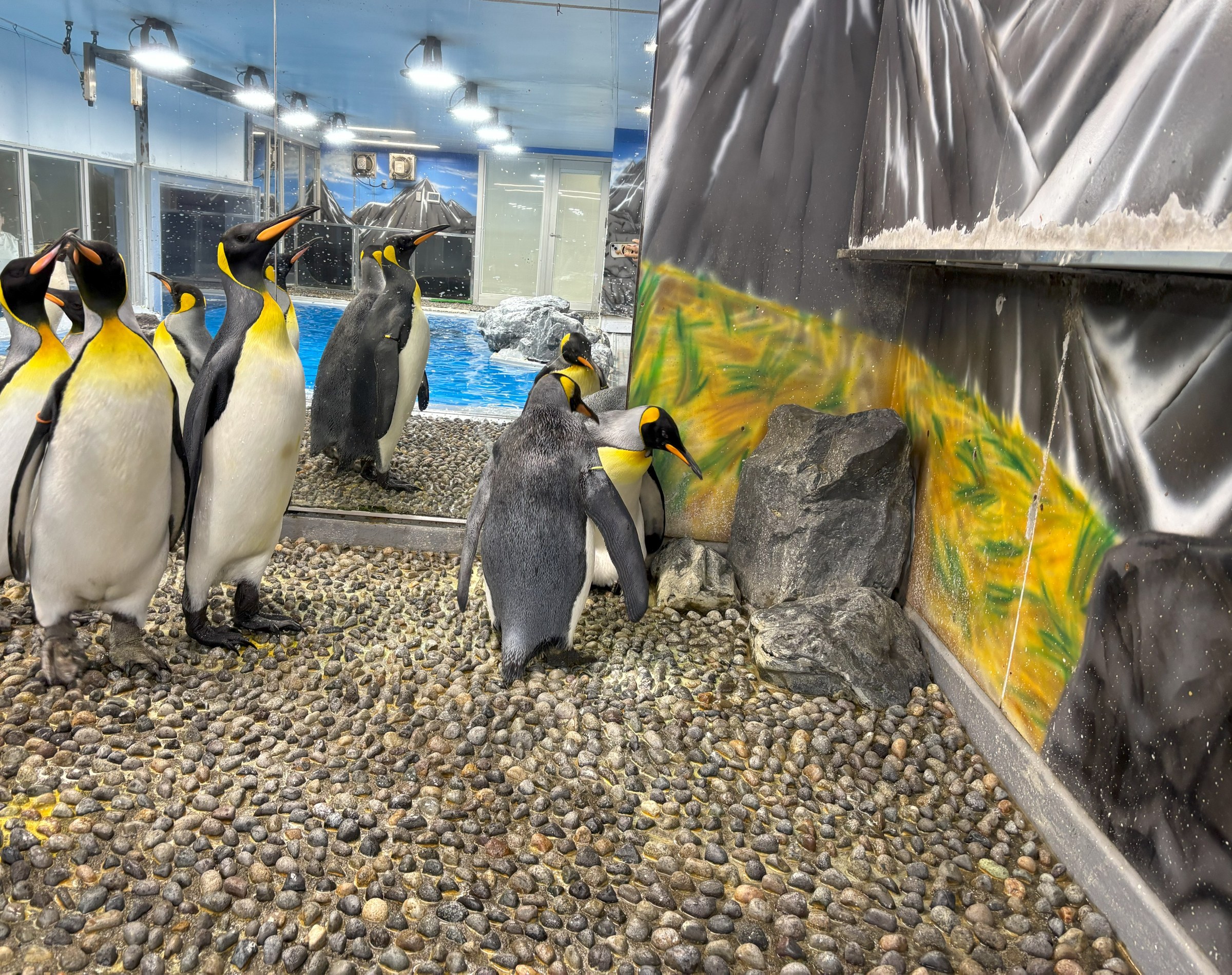 ぺんぎん館のオウサマペンギン