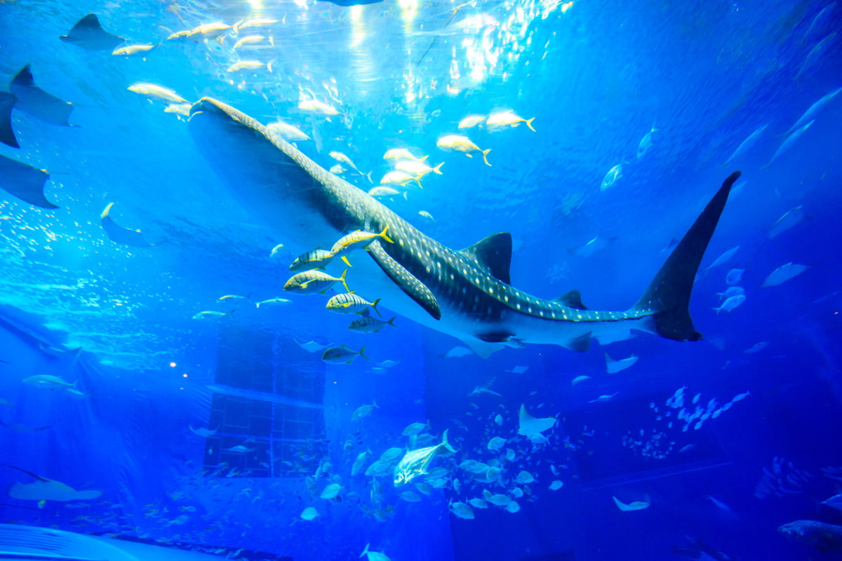 ジンベエザメと回遊魚が泳ぐ「黒潮の海」大水槽(沖縄美ら海水族館)