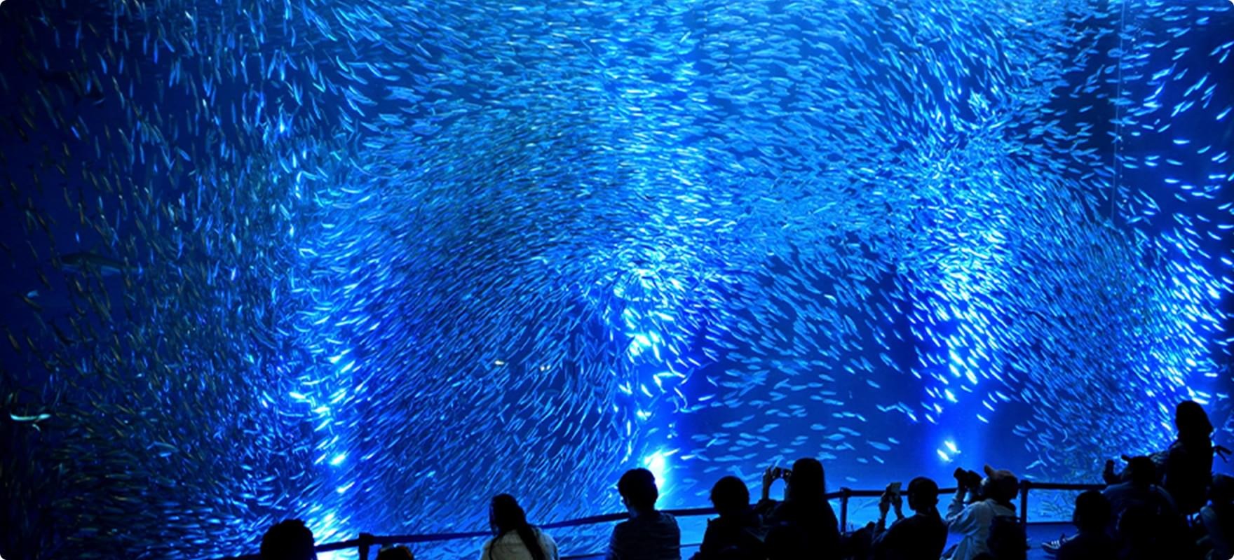 南館の黒潮大水槽でトルネードを作るマイワシの群れ