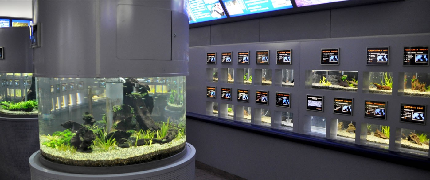 世界のメダカ館の円柱水槽と小型水槽の列