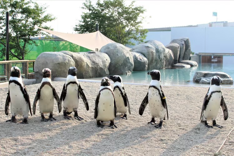 うみの杜ビーチの砂浜を歩くケープペンギン