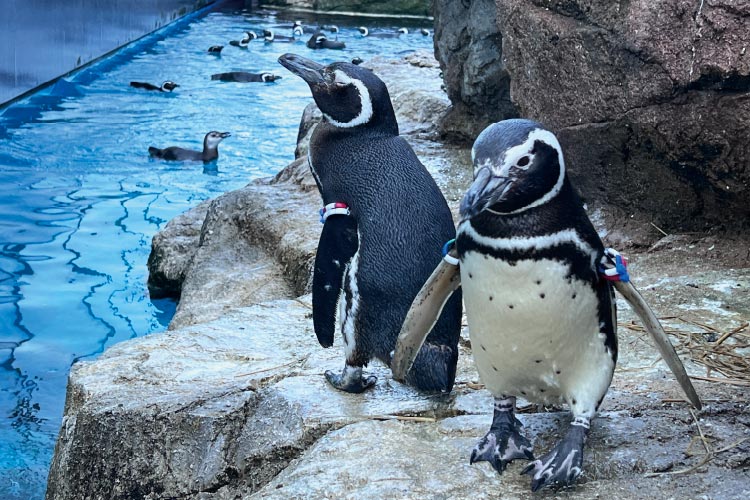 岩場に立つマゼランペンギン