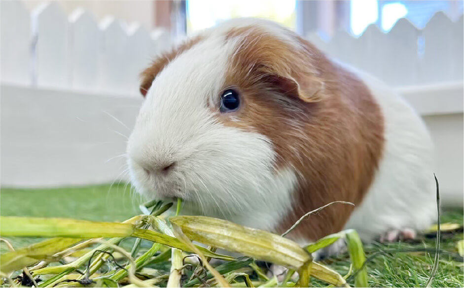 草を食べるモルモットのアップ