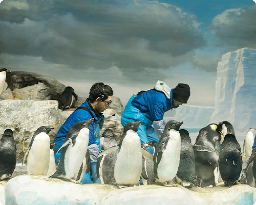 南極の海の水槽で飼育員の足元に集まるペンギン