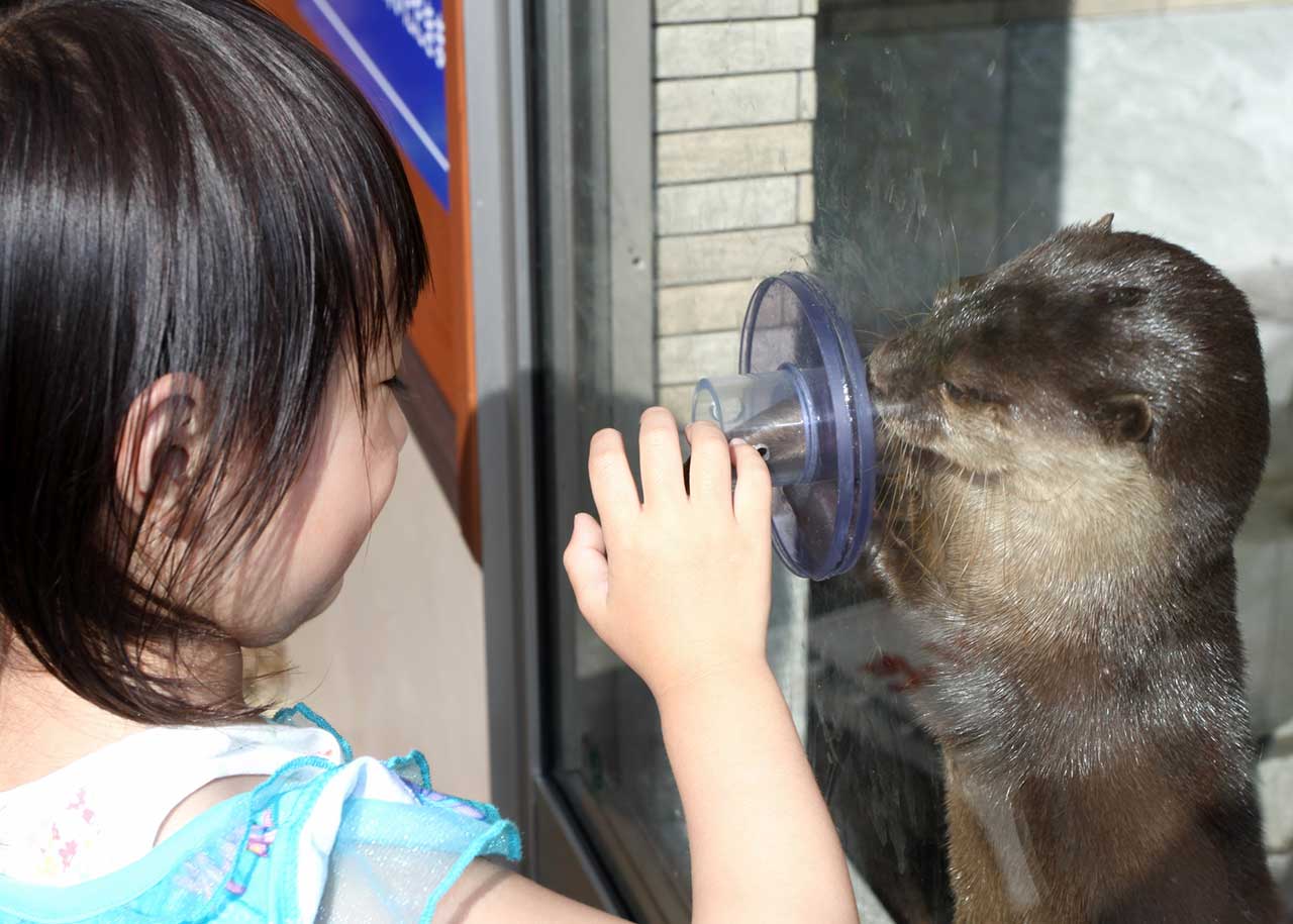 壁のカプセル越しにコツメカワウソへエサをあげる子ども