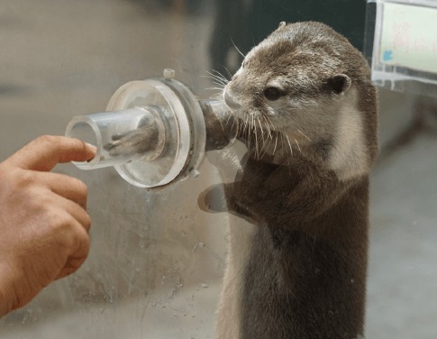 ガラス越しに人の手へ前足を伸ばすコツメカワウソ