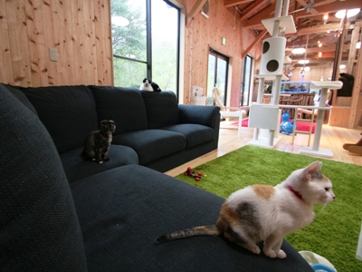 PAWのネコの部屋