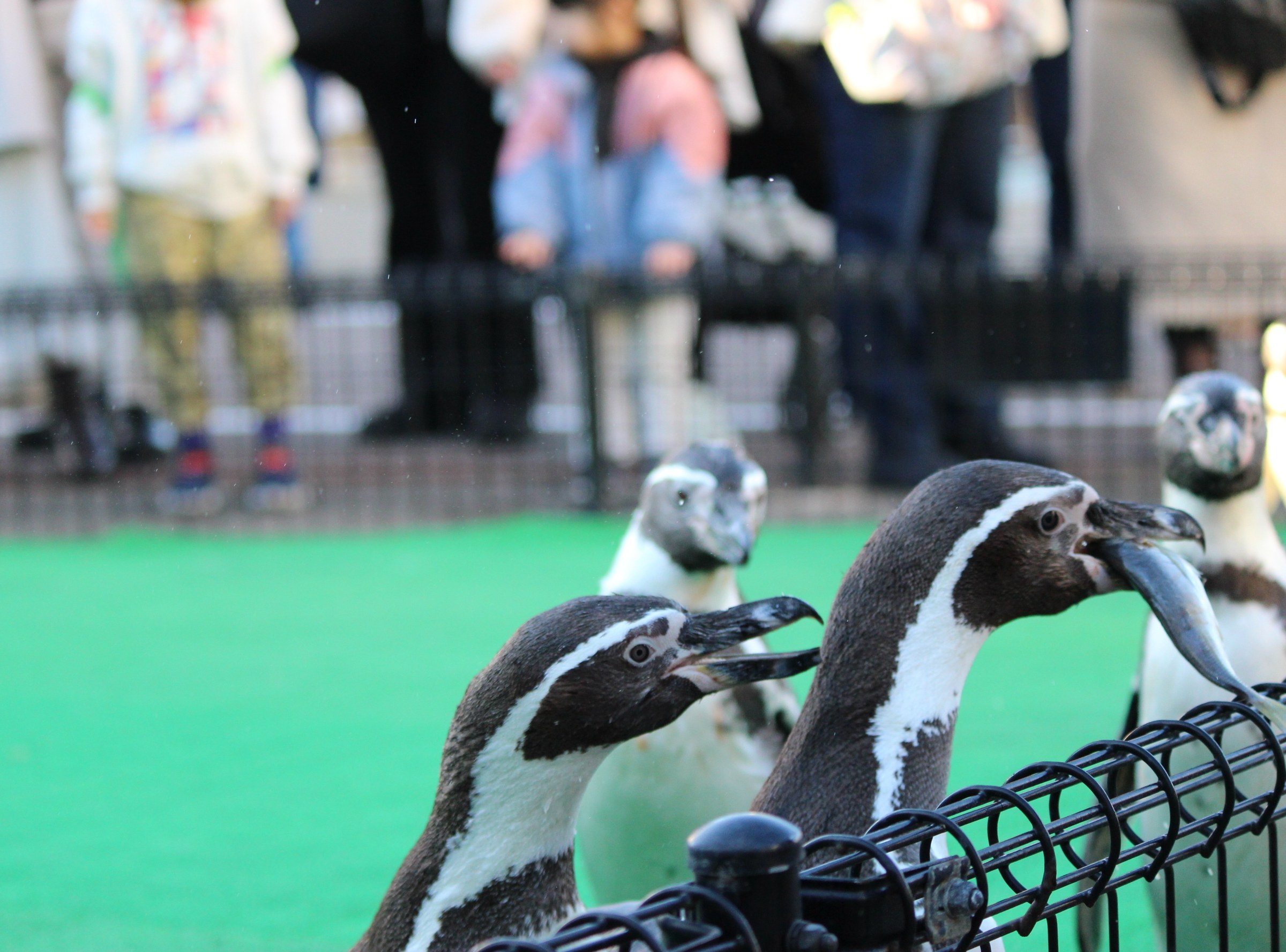 柵のそばを歩くフンボルトペンギン