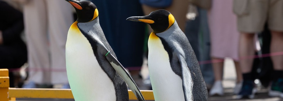 ペンギンパレードのキングペンギン