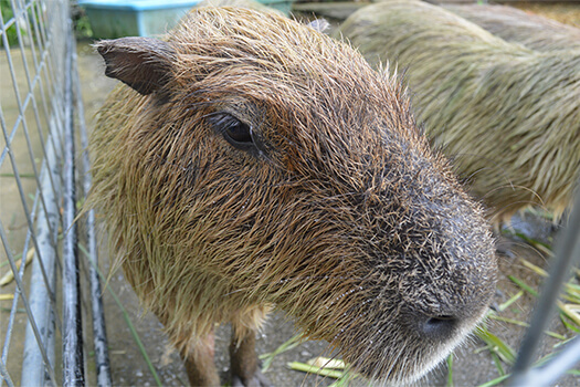ふれあい広場のカピバラ