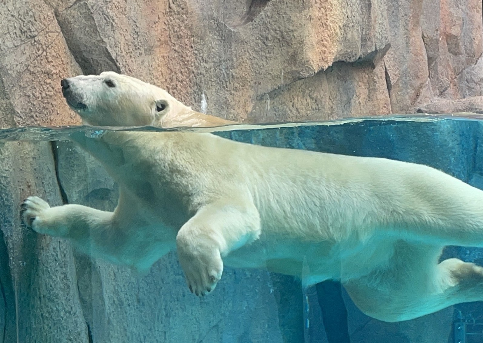 プールを泳ぐホッキョクグマ(天王寺動物園)