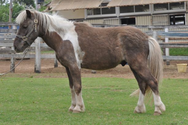 ポニー乗馬のポニー