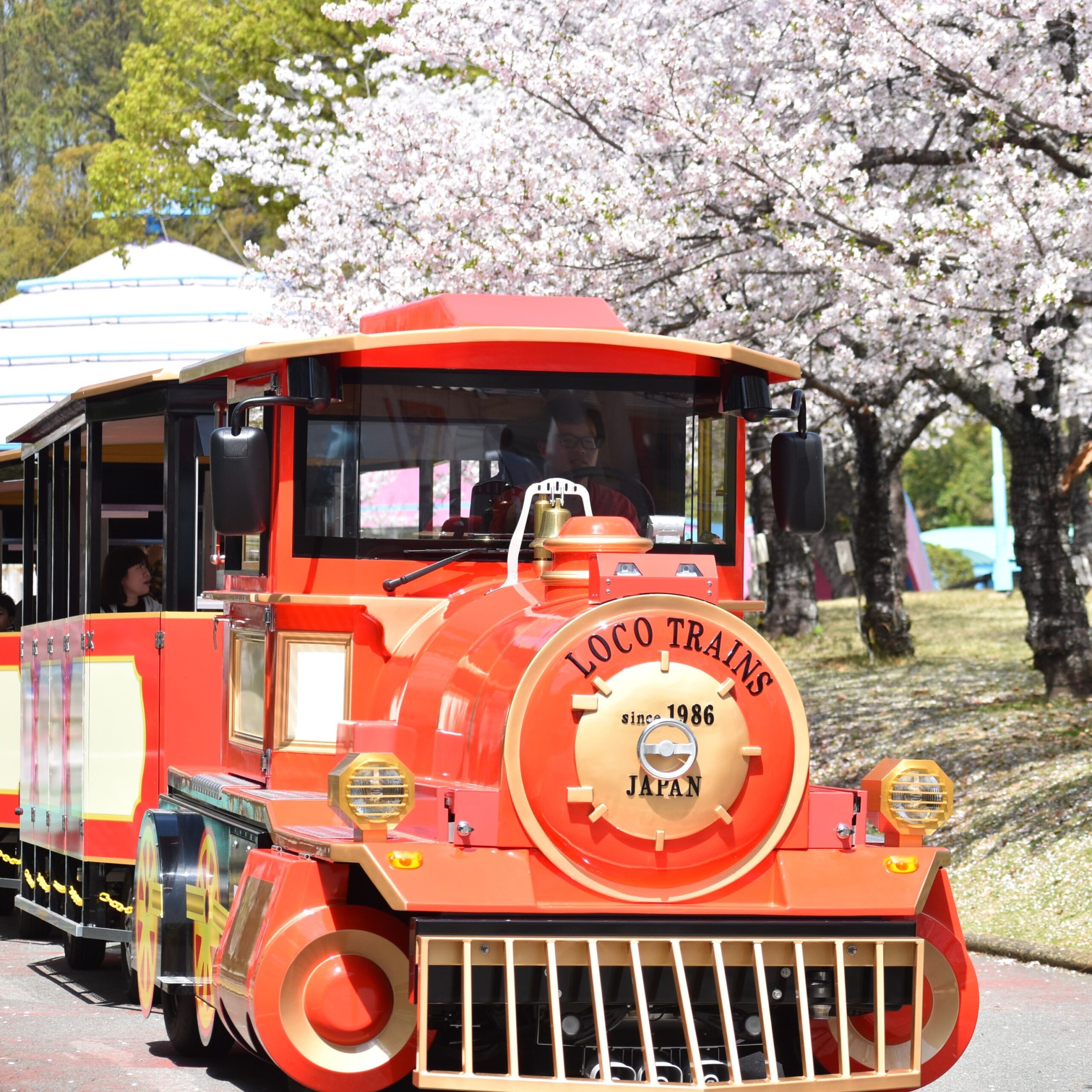 グリーンランド 桜の下を走る赤いロードトレイン