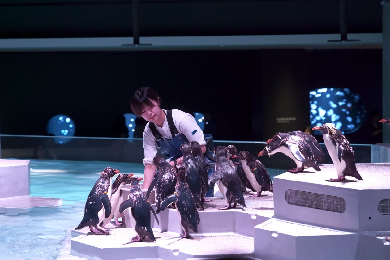 キタイワトビペンギンに食事を与えるスタッフ