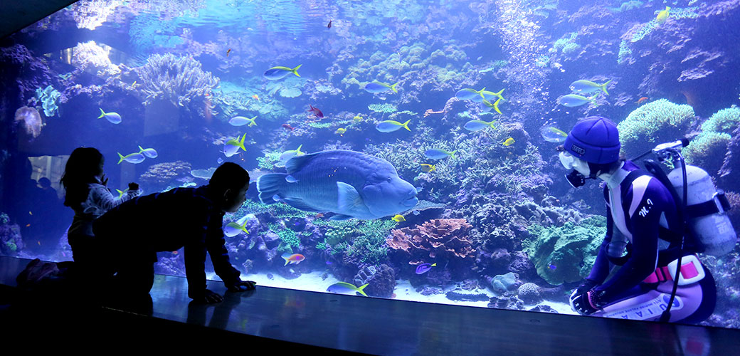 サンゴ大水槽のナポレオンフィッシュとダイバーを見る子ども