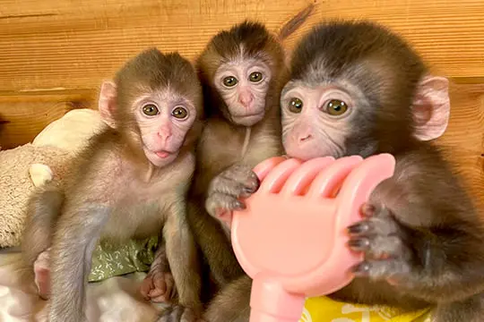 寄り添う3匹の赤ちゃんザル