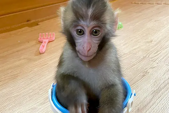 バケツに座る赤ちゃんザル