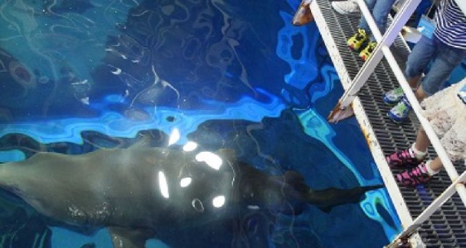水槽の上の通路から真下のサメをのぞき込む子どもたち