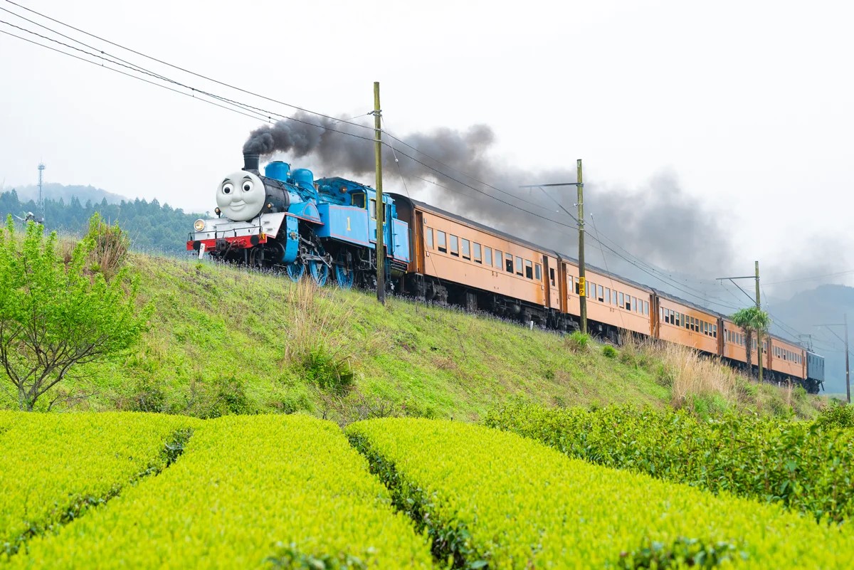 茶畑の脇を走るきかんしゃトーマス号とオレンジ色の客車