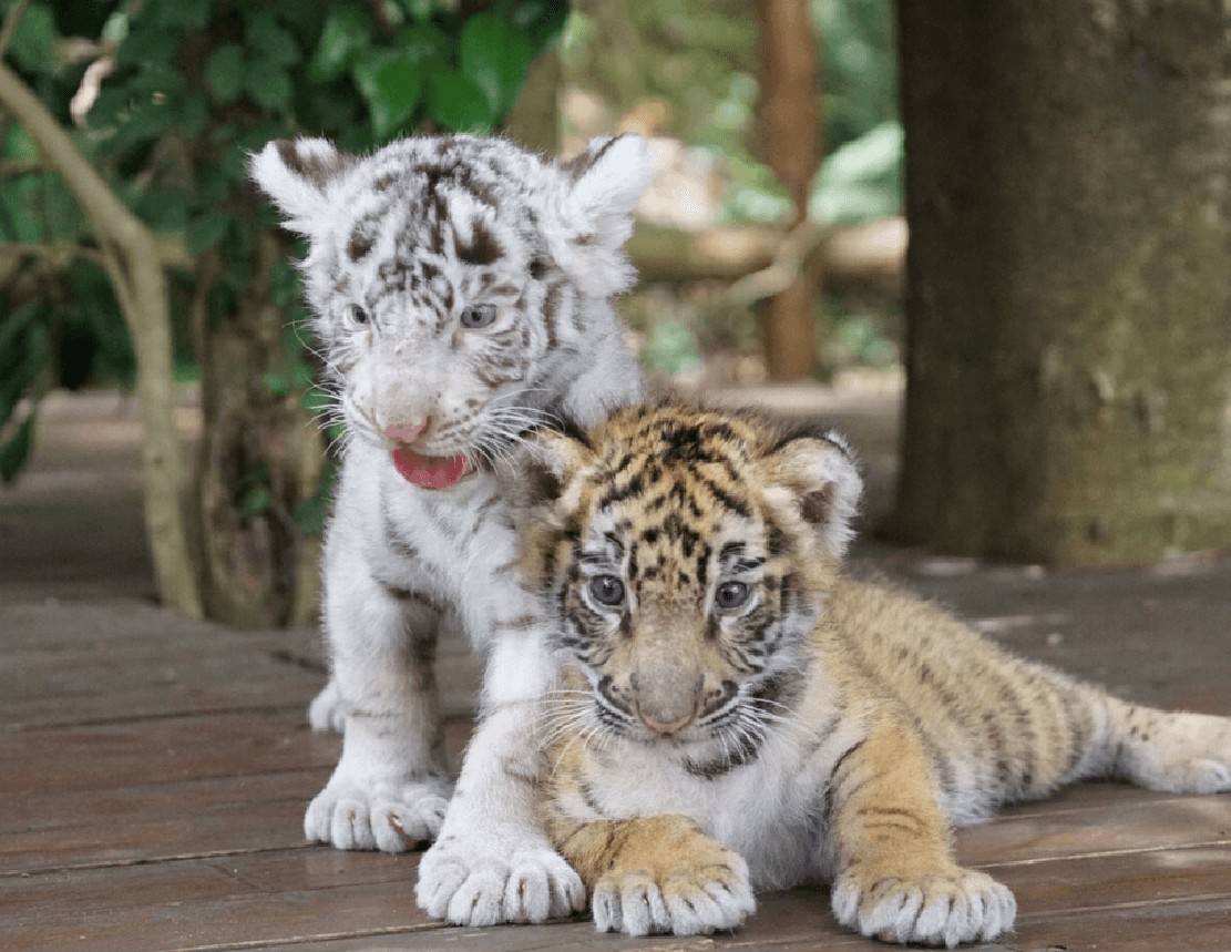 ウッドデッキに並ぶホワイトタイガーとベンガルトラの子ども