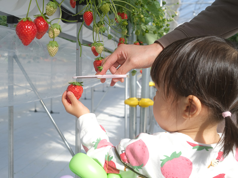 いちごを摘む小さな子ども