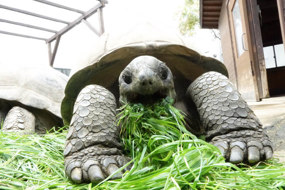 草を食べるアルダブラゾウガメ