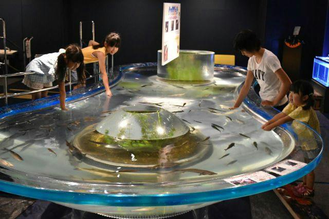 円形のタッチプールで魚にさわる子どもたち