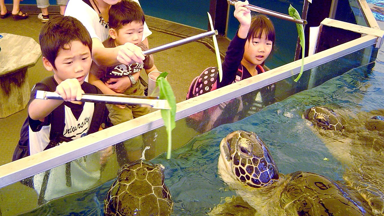 トングで小松菜をウミガメにあげる子どもたち