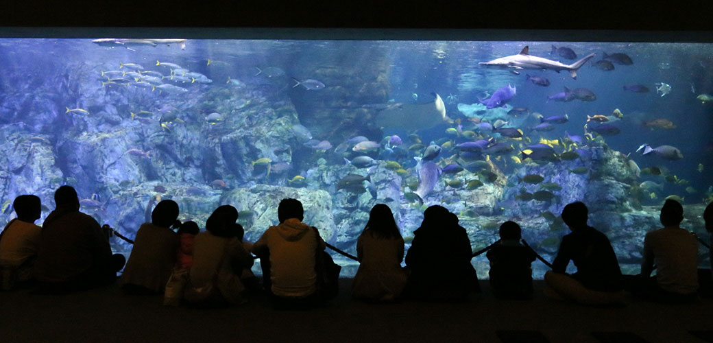 大回遊水槽の前の床に座って水槽を見上げる来館者
