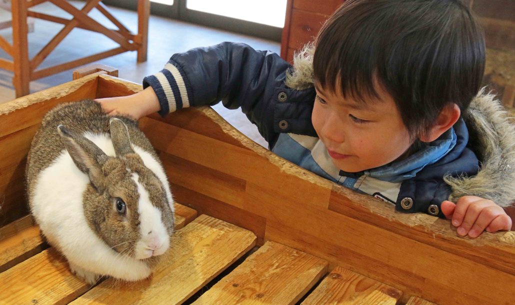 木の台の上のうさぎを手でなでる男の子