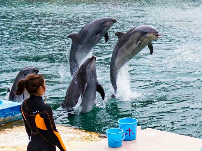 海上ステージの前で跳ねる3頭のバンドウイルカ