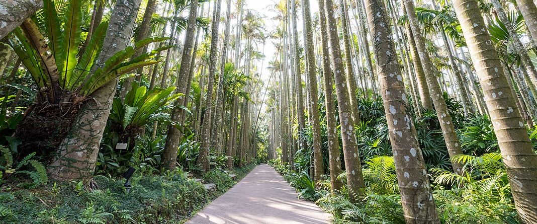 背の高いヤシが両側に並ぶ植物園エリアの園路
