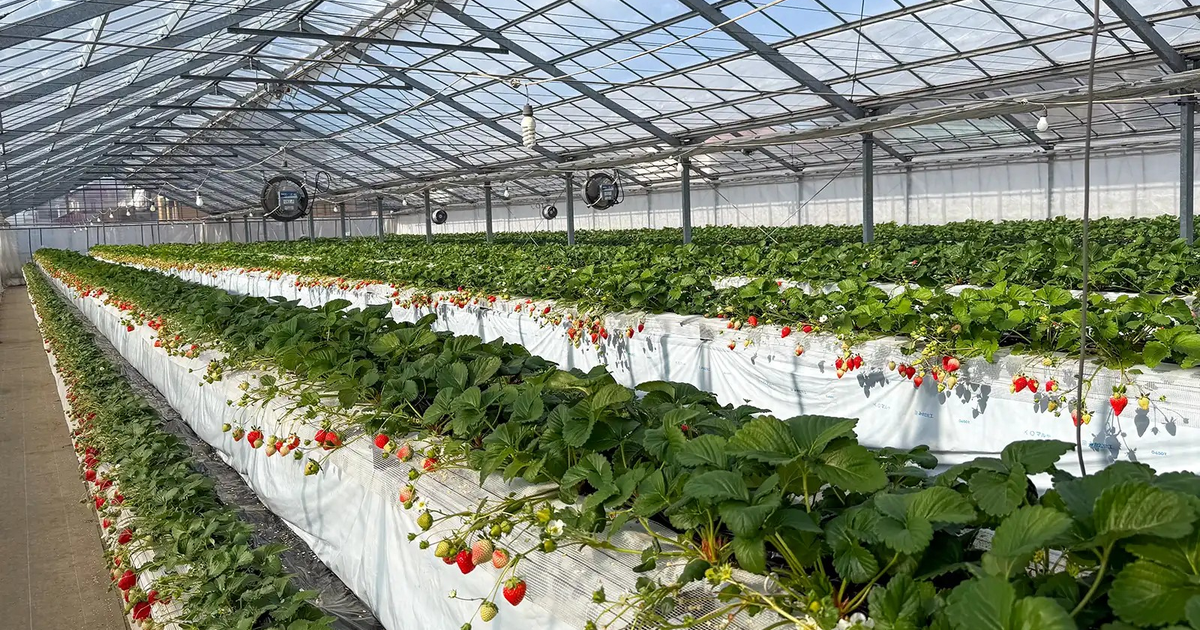 【千葉】いちご狩り食べ放題を予約できる6園2026-2027｜子連れの料金・何歳から有料か