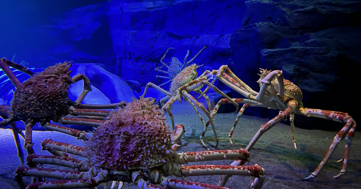 竹島水族館の料金とチケット2026|4歳から500円・3歳以下無料、アシカショーの時間と駐車場