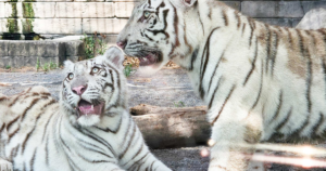 東武動物公園の料金・チケット2026｜フリーパスの損得とイルミの夜料金